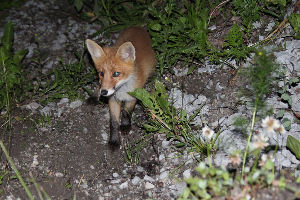 Rebane Loodusfoto.eu